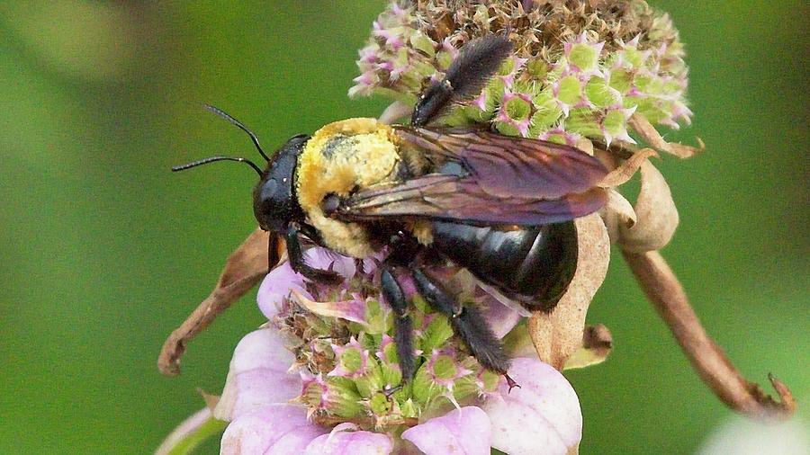 Big Bee #1 Photograph by Paul Rebmann