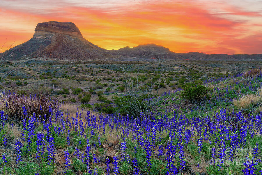 Big Bend Bluebonnets Sunrise  Photograph by Bee Creek Photography - Tod and Cynthia