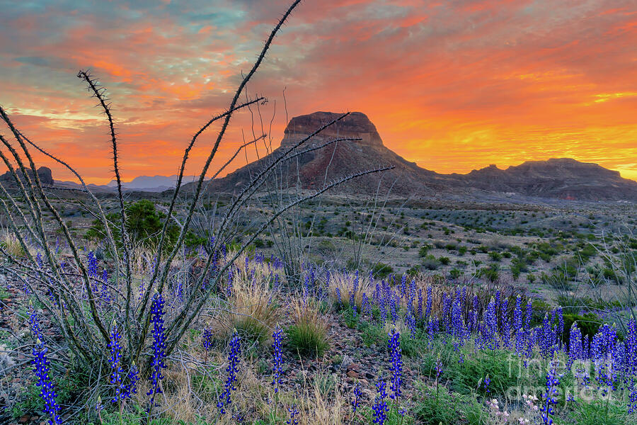 Big Bend Desert Bluebonnets  Photograph by Bee Creek Photography - Tod and Cynthia