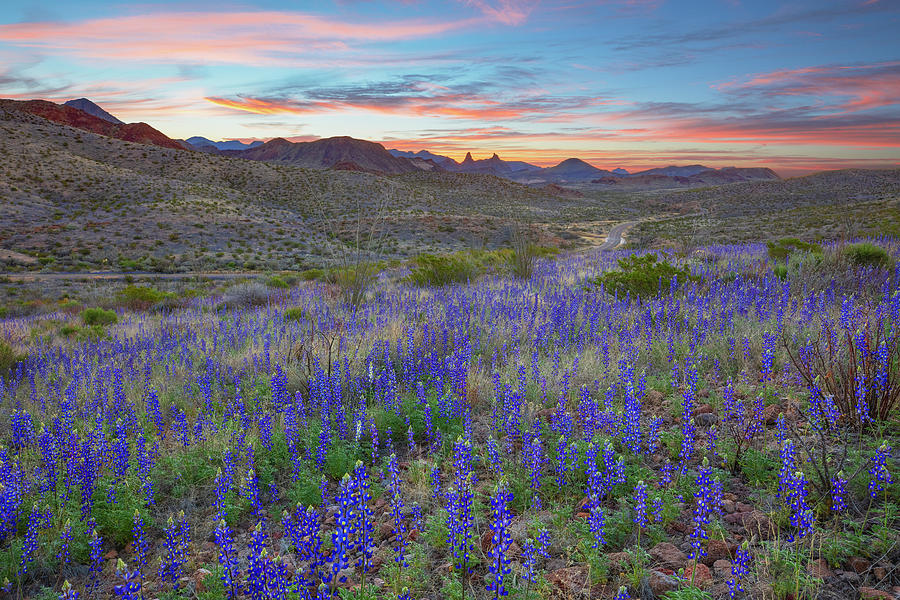 Big Bend National Park at Sunrise 24 Photograph by Rob