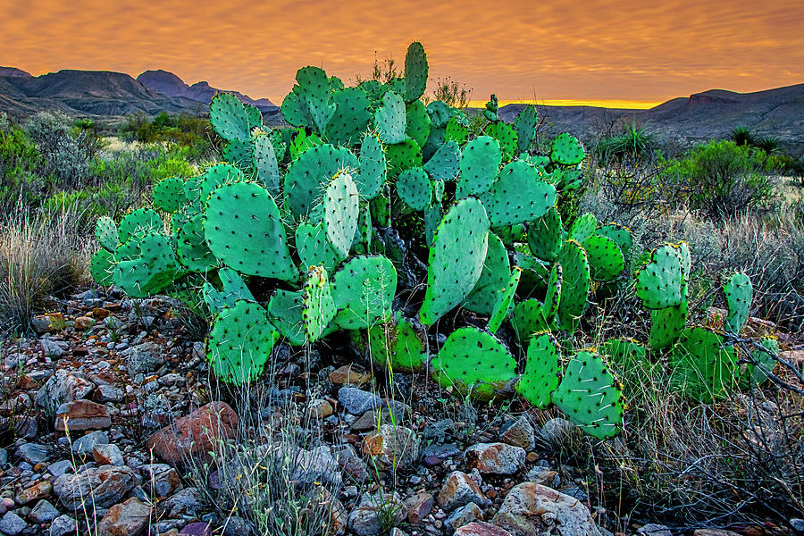 Big Bend prickly pear Photograph by Andy Crawford