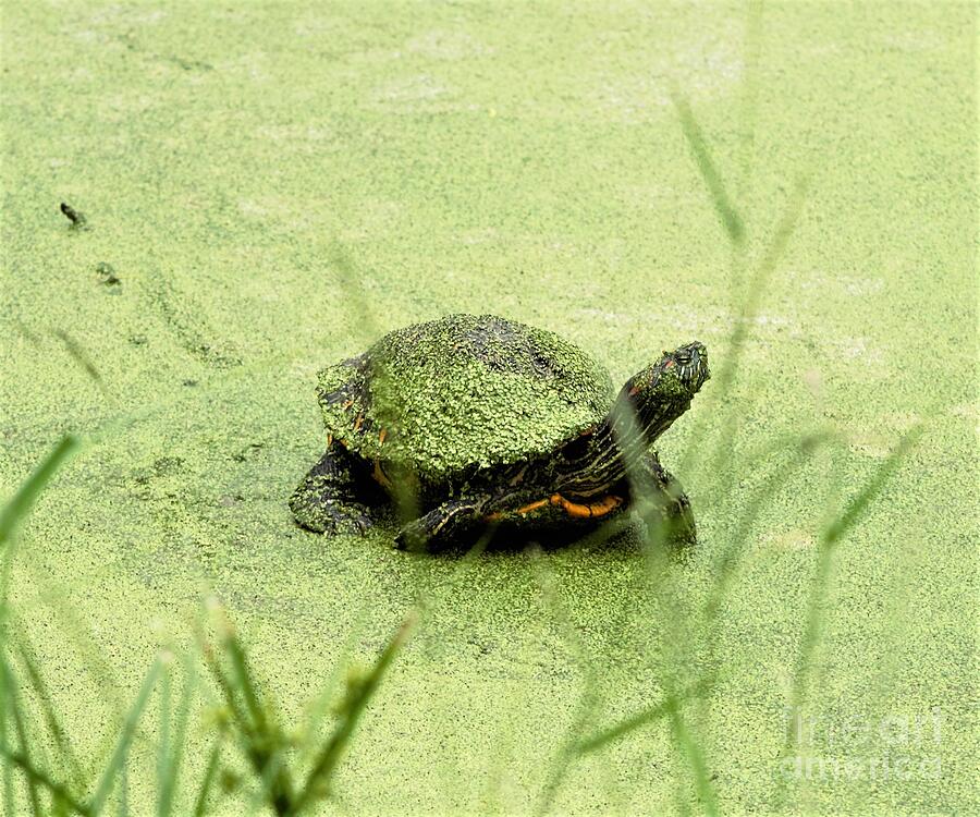 Big Bend Slider Turtle Photograph by Charlene Adler - Pixels