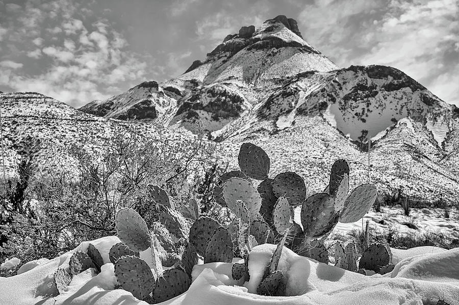 Big Bend Snow on the Cactus in Black and White Photograph by JC Findley