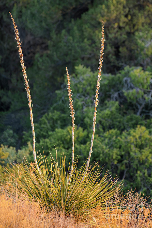 Big Bend Yucca Photograph by Bob Phillips