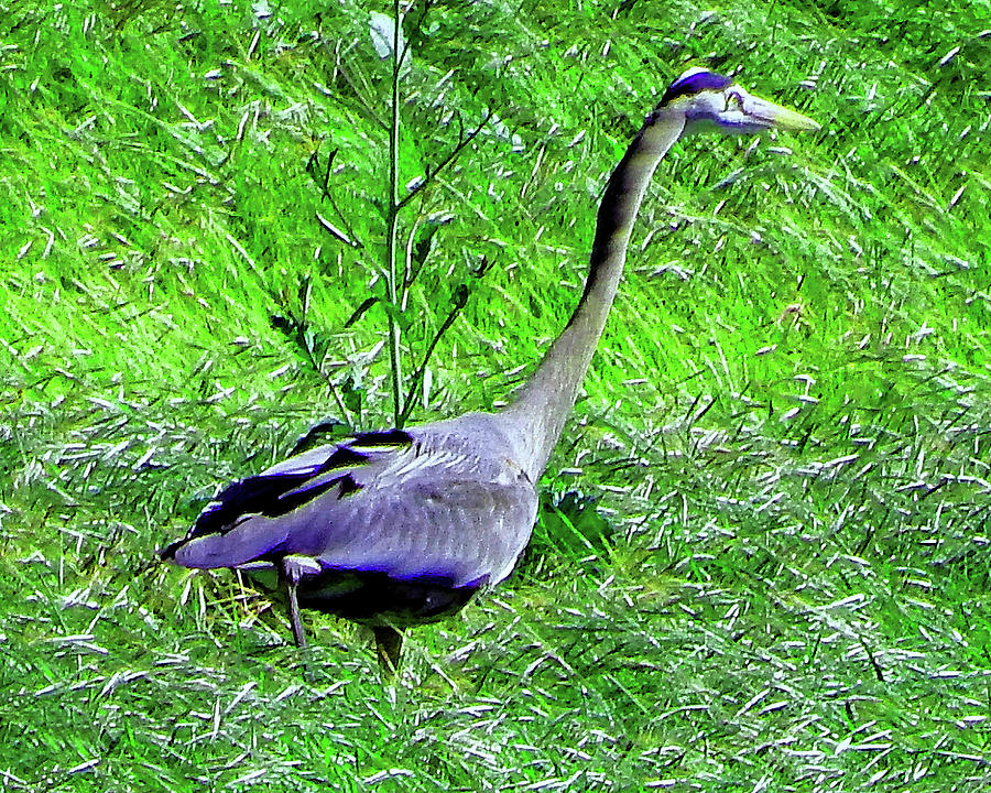 Big Bird Walk Photograph by Andrew Lawrence - Fine Art America