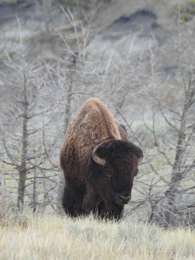 Big Bison Bull Photograph by Amanda R Wright
