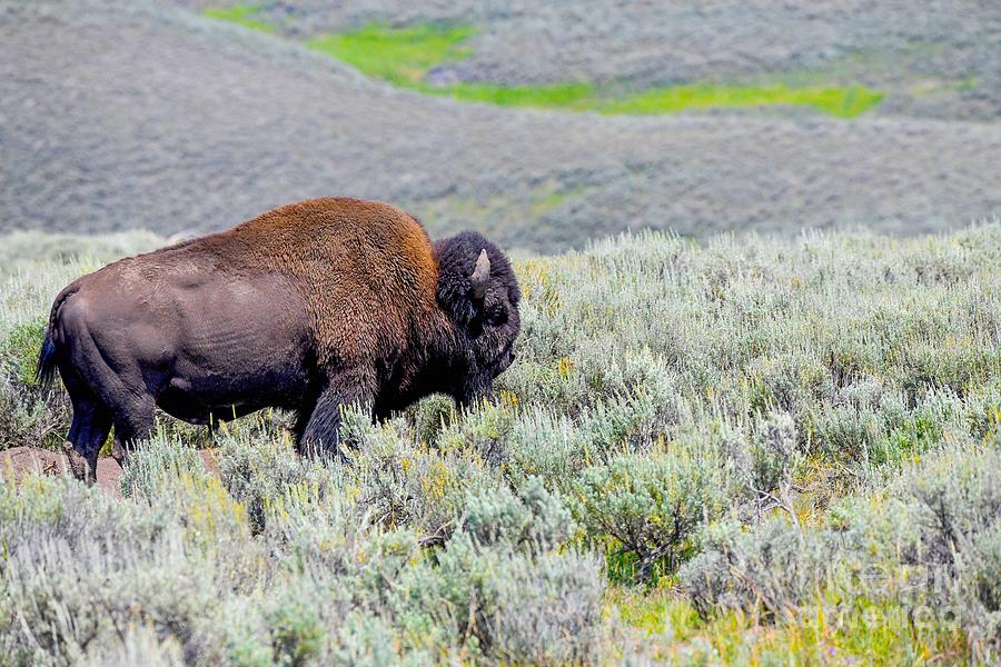 Big Bison Yellowstone Digital Art by Tammy Keyes