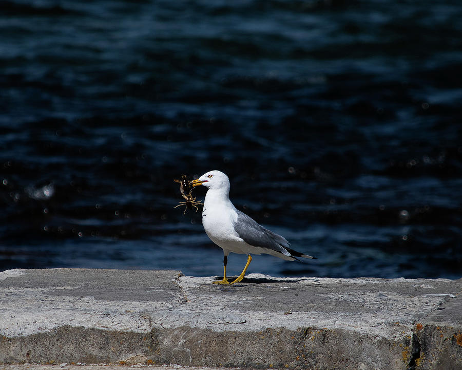 Big Bite for a Seagull Photograph by Lea Frye - Fine Art America