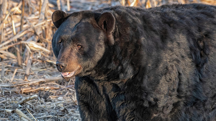 Big Black Bear Boar Photograph by Fon Denton
