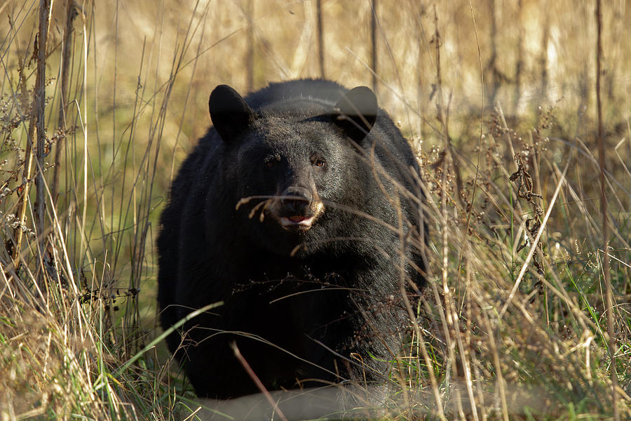 Big Black Bear Photograph by Doug McPherson