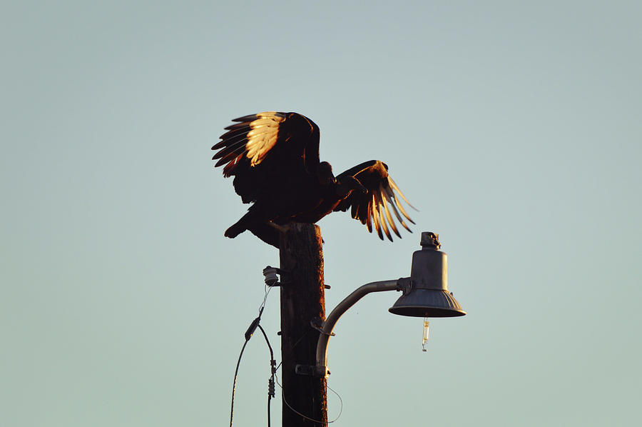 Big Black Buzzards on Light Pole at Sunset Photograph by Gaby Ethington