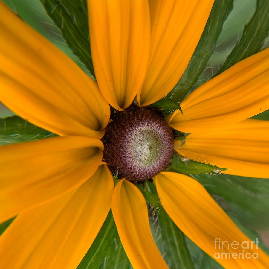 Big Bloom Photograph by Catherine Wilson