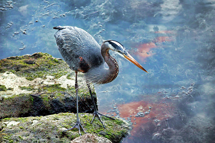 Big Blue aka Great Blue Heron  Photograph by HH Photography of Florida