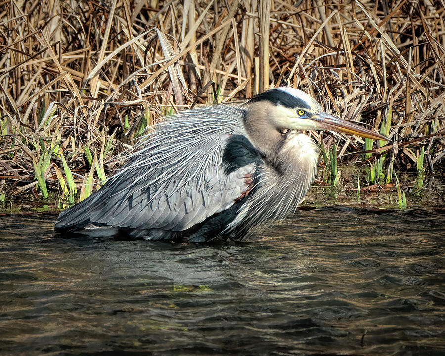 Cuyahoga Valley National Park Photograph - Big Blue Bird Bath 01 by Dennis Lundell