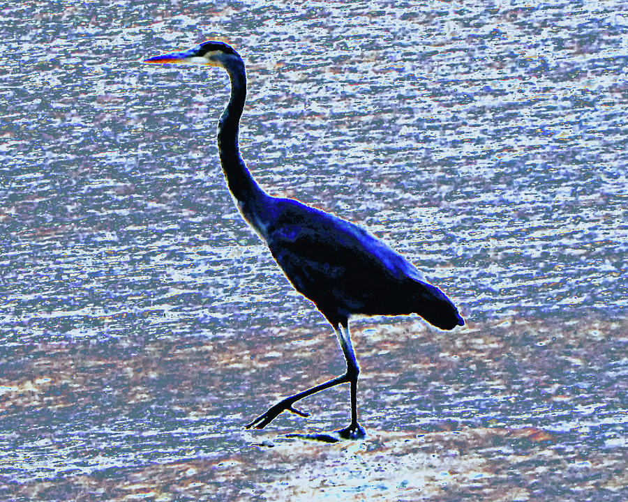 Big Blue Bird Walking Photograph by Andrew Lawrence - Fine Art America