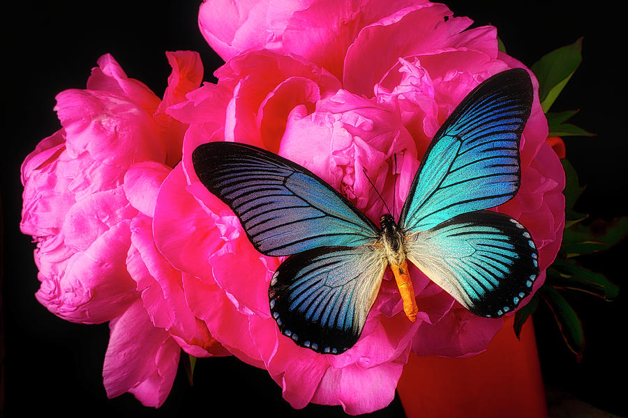 Big Blue Butterfly On Pink Peonies Photograph by Garry Gay - Pixels