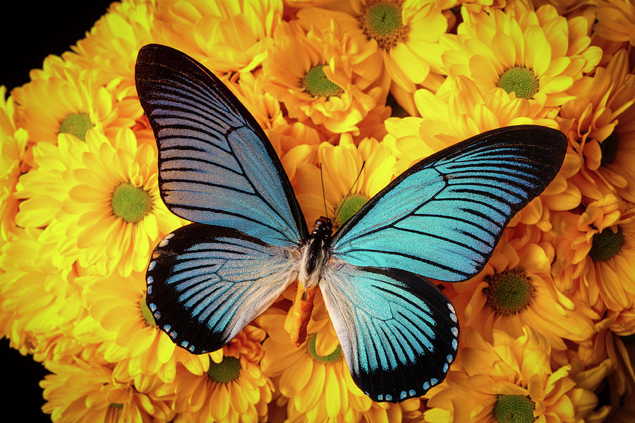 Big Blue Butterfly On Poms Photograph by Garry Gay - Pixels