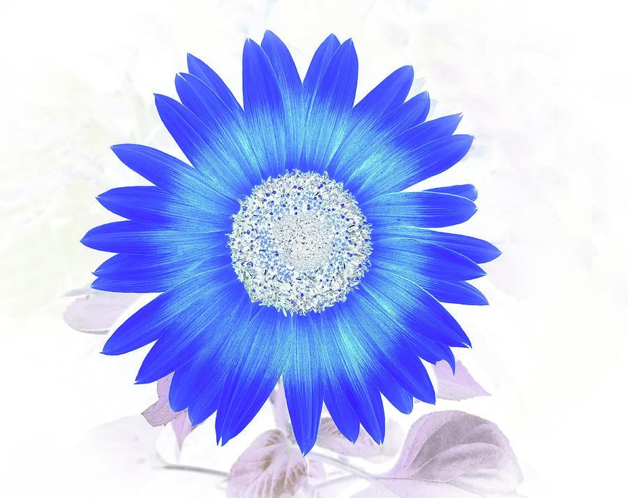 Blue Flower Power Photograph by Missy Joy