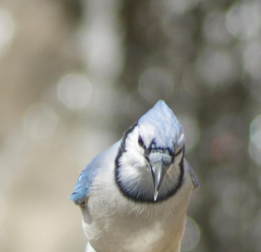 Big Blue Jay Photograph By Paul - Phyllis Stuart - Pixels