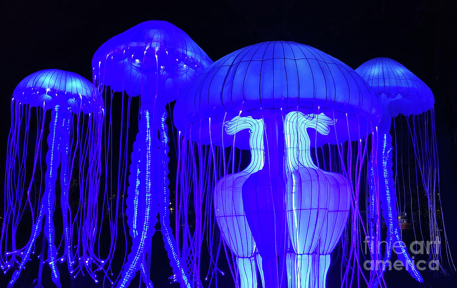 Big Blue Jellyfish Photograph by Mary Capriole