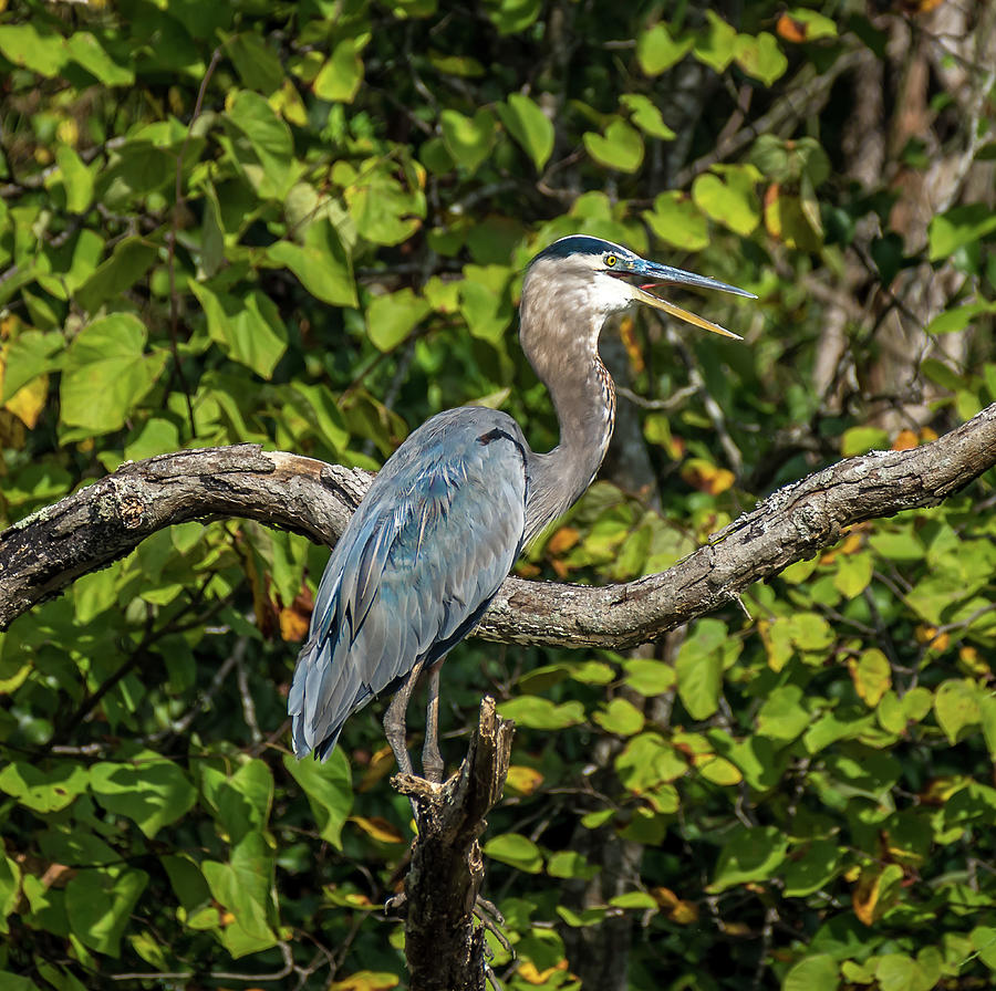 Big Blue Photograph by Ryan Narron | Fine Art America