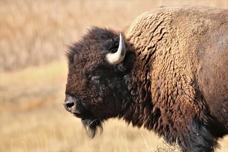 Big Boy Portrait Photograph by Larry Kniskern - Fine Art America