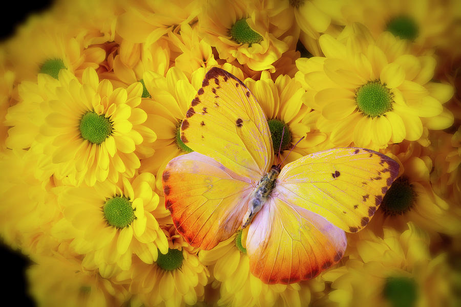 Big Bright Yello Butterfly On Poms Photograph by Garry Gay - Pixels