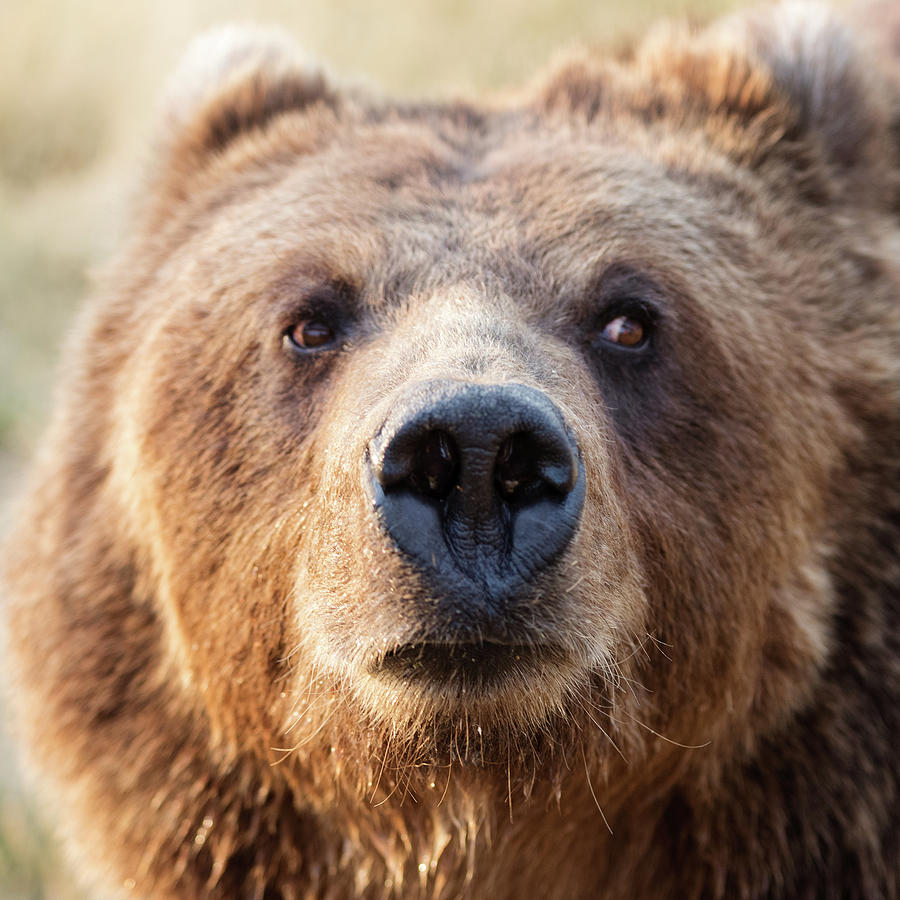 Wildlife Photograph - Big Brown Bear by Carol Highsmith