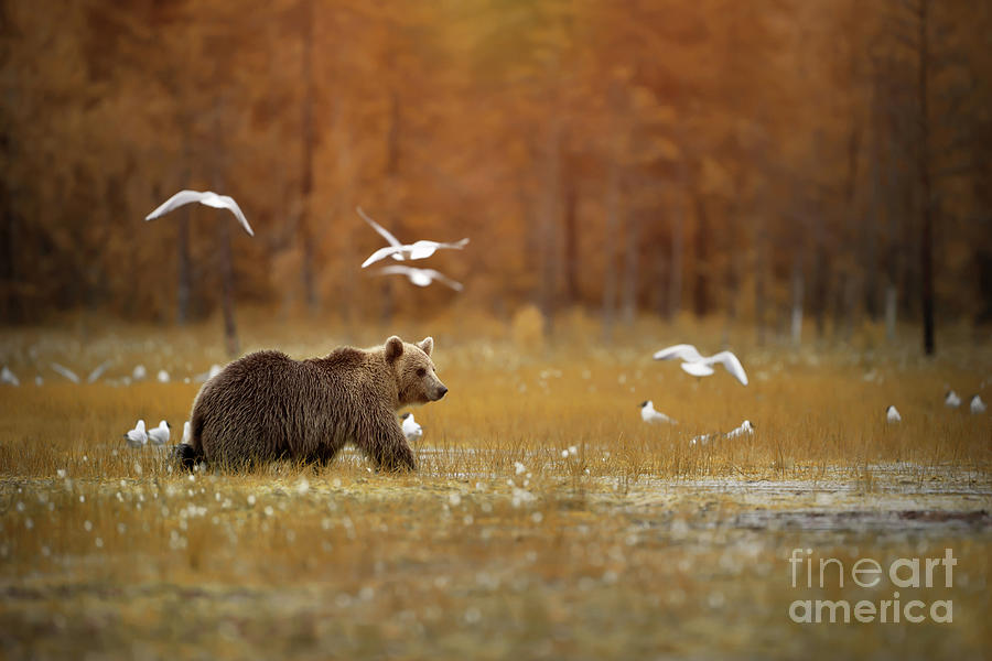 Big Brown Bear Crossing The Marshlands Animal Wildlife Nature Landscape Rustic Photograph Photograph by PIPA Fine Art