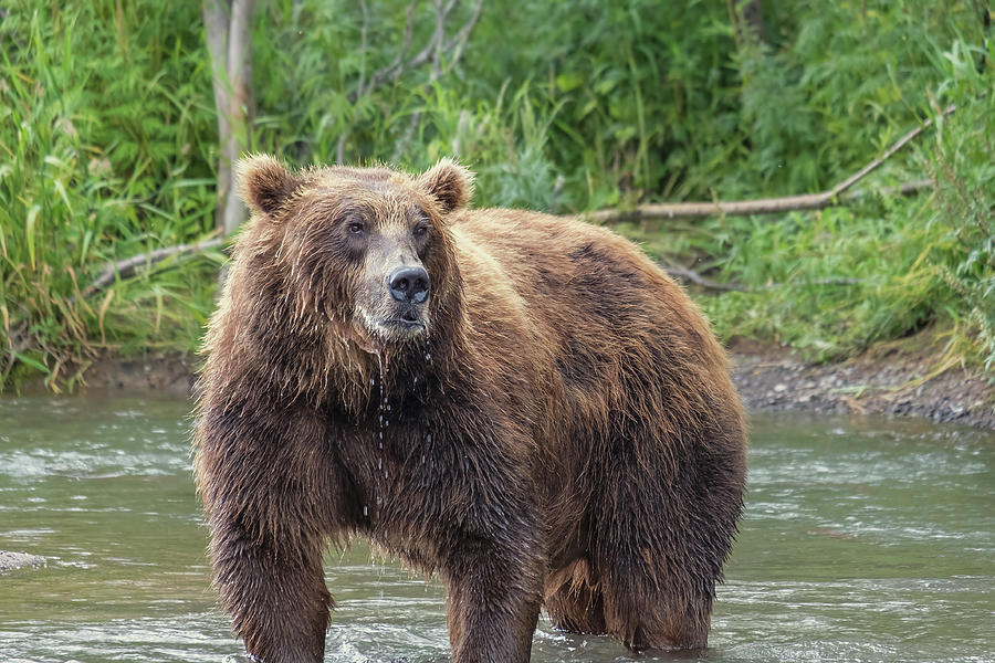 Big brown bear in river Photograph by Mikhail Kokhanchikov