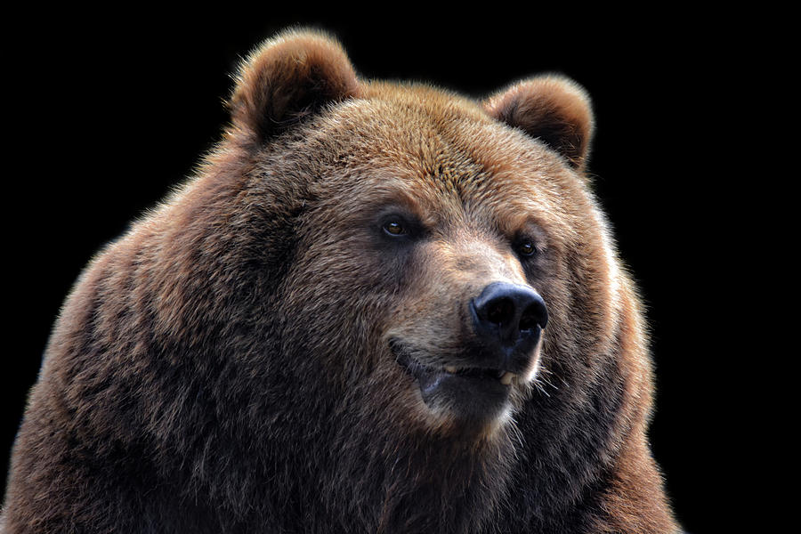 Big Brown Bear Photograph by Joachim G Pinkawa