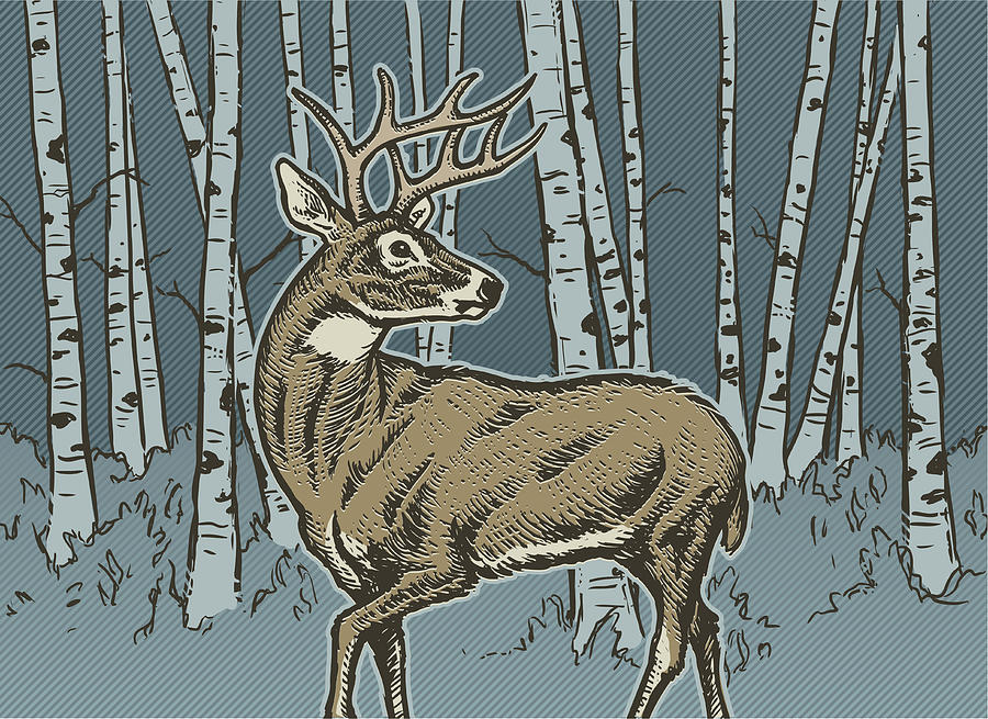 Big Buck Drawing by Animatedfunk