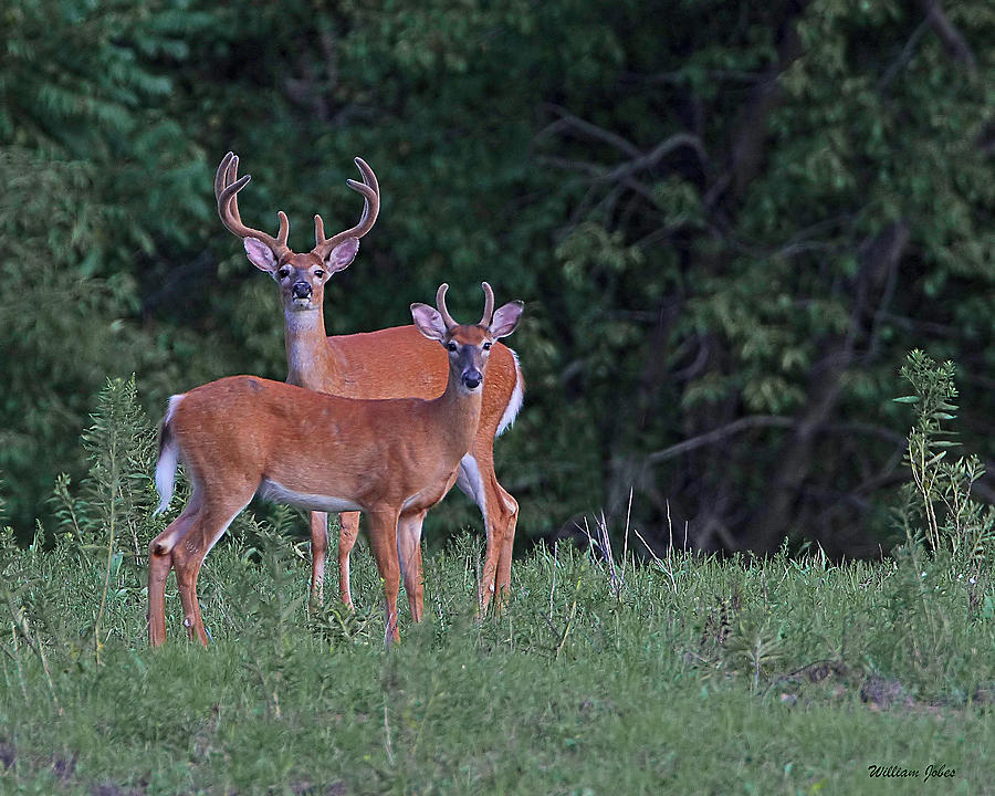 Big Buck Deer Father and Son Photograph by William Jobes