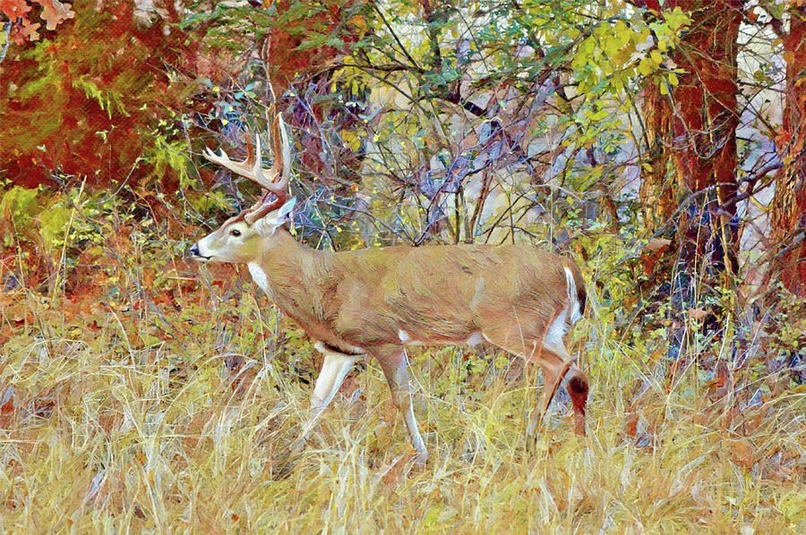 Big Buck Deer Just Passing Through Digital Art by Gaby Ethington