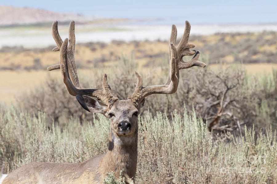 Big Buck Muley Photograph by Jim Flood | Fine Art America