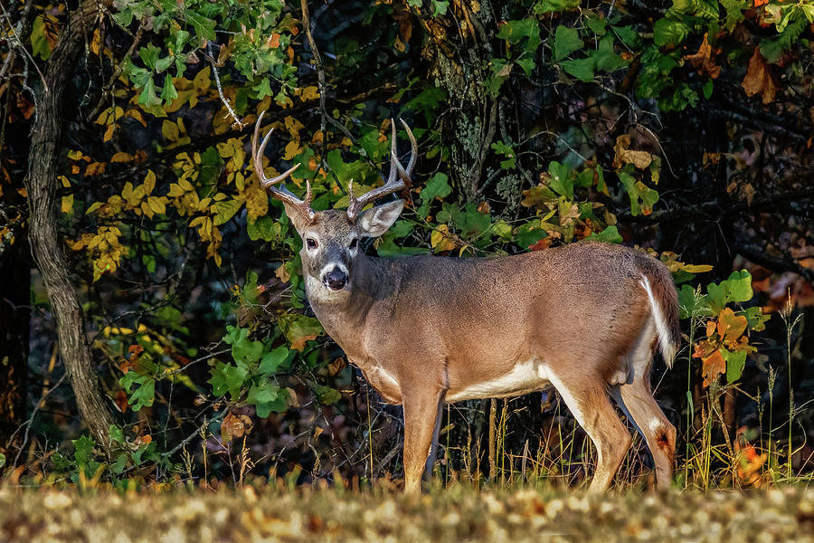 Big Buck Standing Photograph by Doug Long