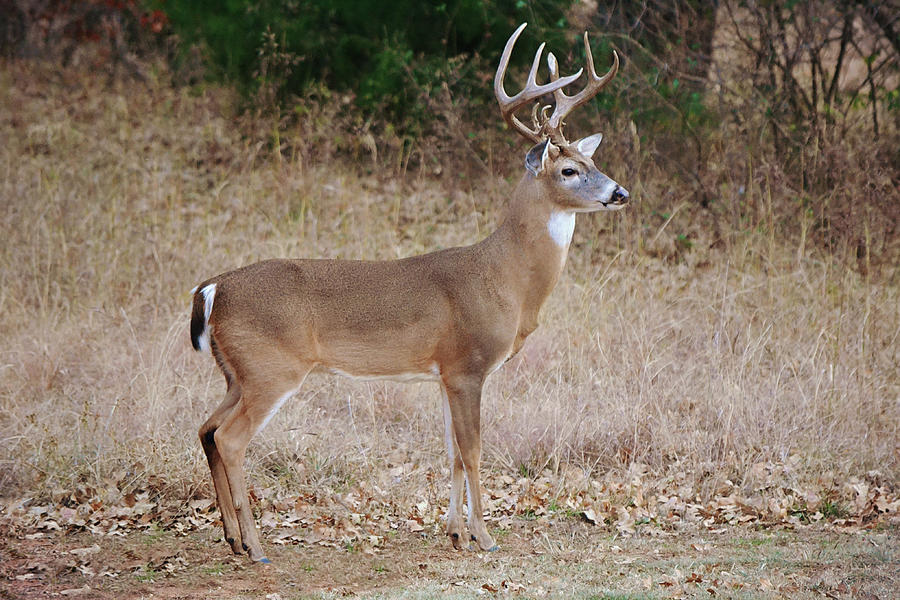 Big Buck White Tailed Deer In Fall Photograph