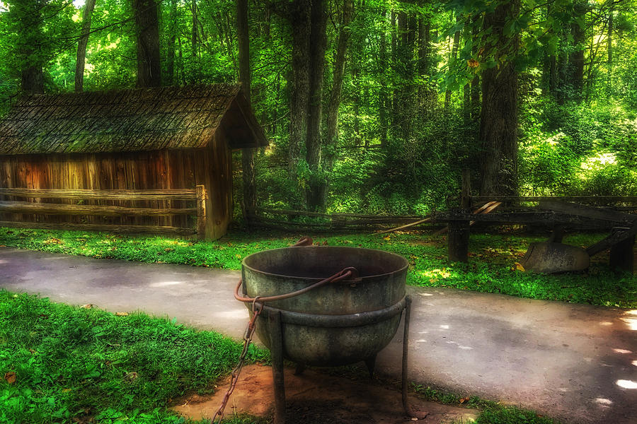 Big Bucket In The Woods Photograph