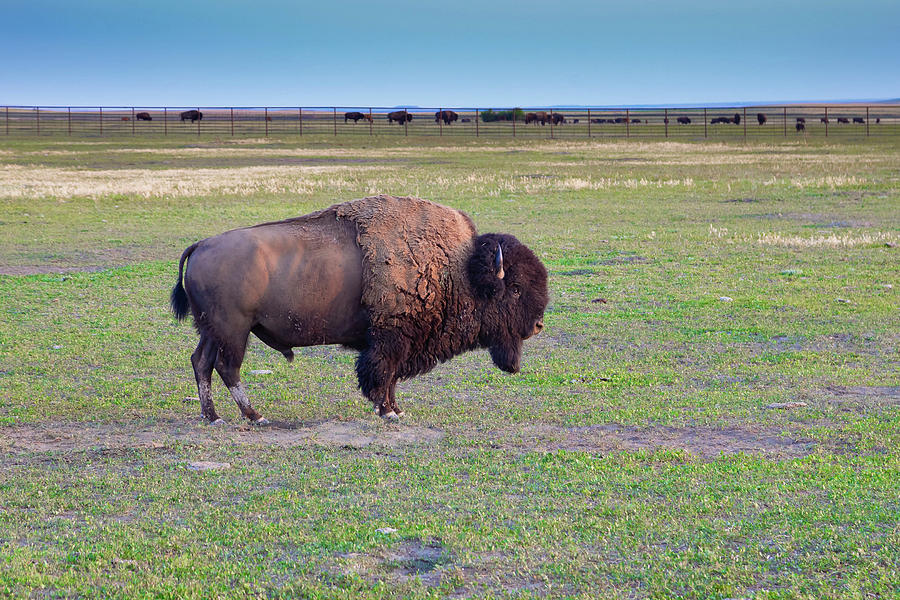 Big buffalo Photograph by Winona Whitaker - Pixels