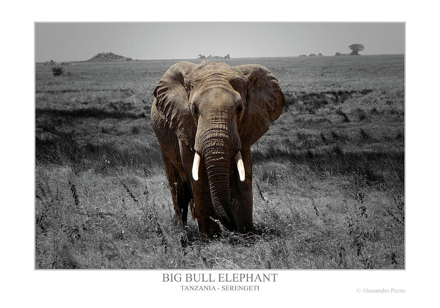 Big Bull Elephant Photograph by Alessandro Pezzo
