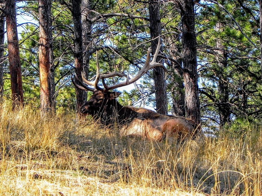 Big Bull Elk Photograph by Amanda R Wright