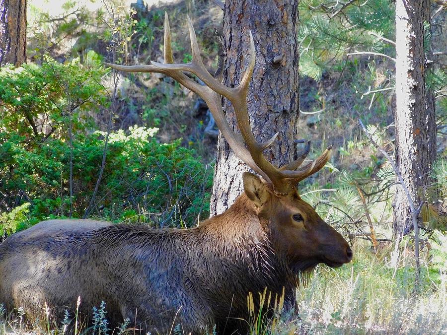 Big Bull Elk Photograph by Dan Miller
