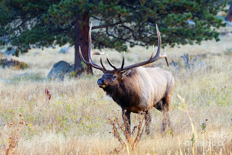 Big Bull Elk on a Foggy Morning Photograph by Steven Krull