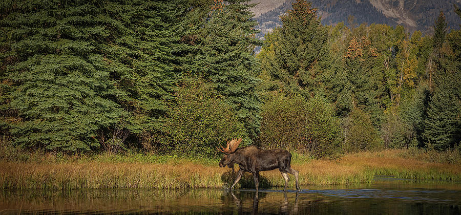 Big Bull Moose in Jackson Photograph by Colleen McIntier - Fine Art America