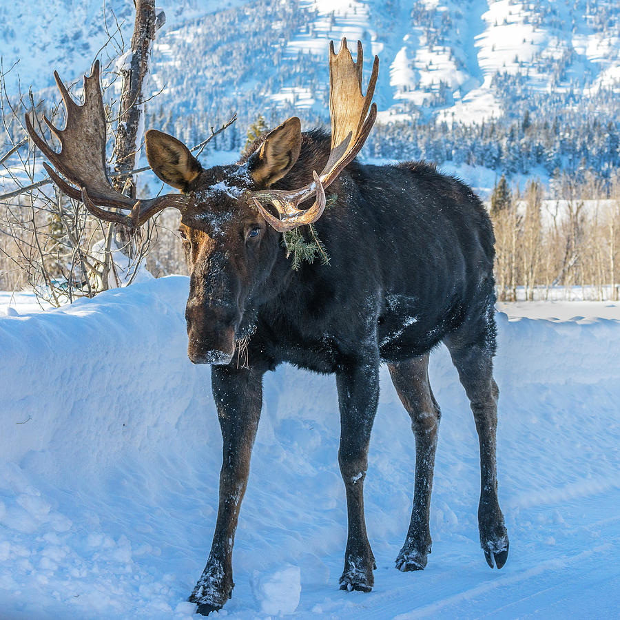 Big Bull On Ice Photograph by Yeates Photography