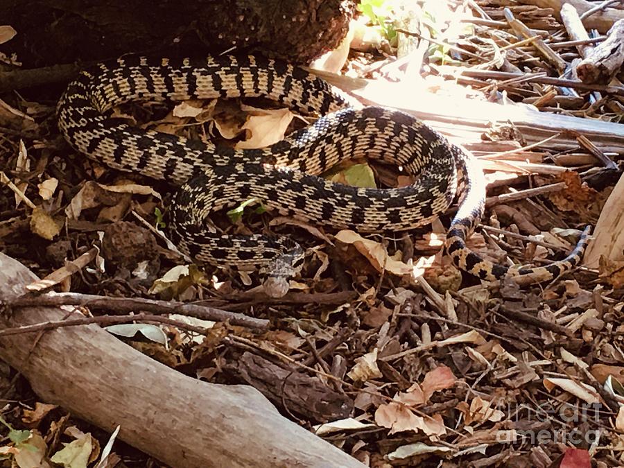 Big Bull Snake Photograph by YHWHY Vance | Fine Art America