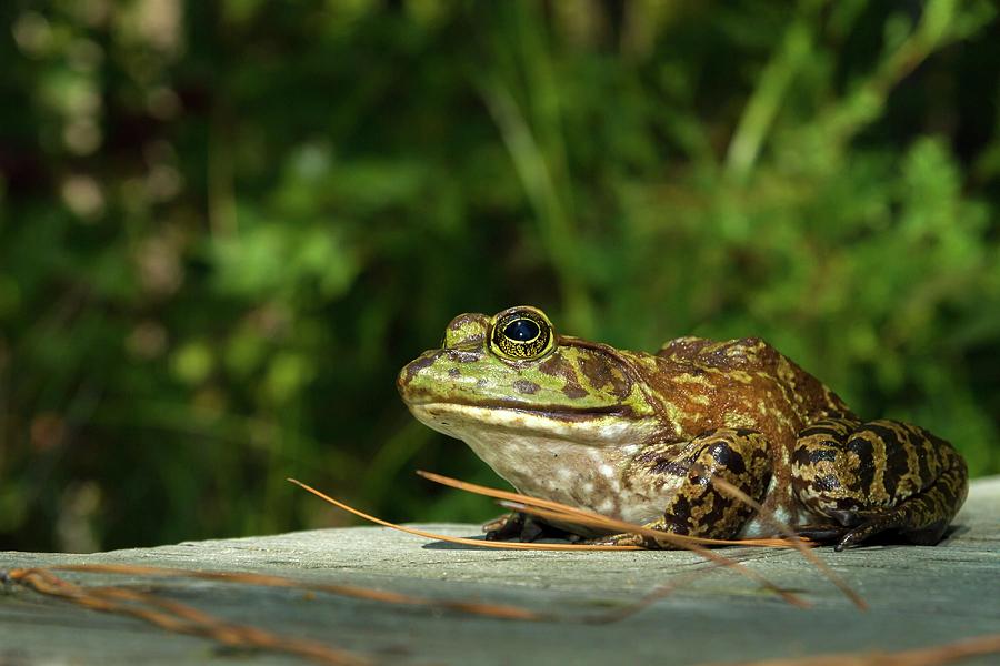 Big Bullfrog Photograph by Liza Eckardt