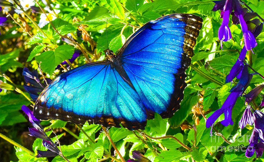 Big Butterfly Blue Morpho Photograph by Rachelle Celebrity Artist ...
