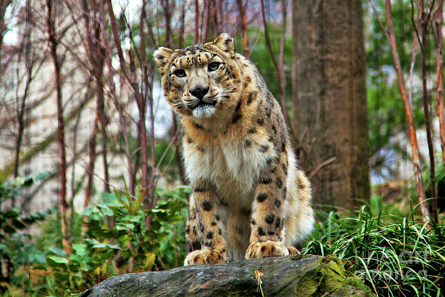 Big Cat In Manhattan Photograph By Chip Bolcik - Fine Art America