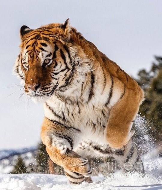 Big cat in snow Photograph by Kurt BROWN - Fine Art America